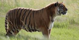 rescued Tiger