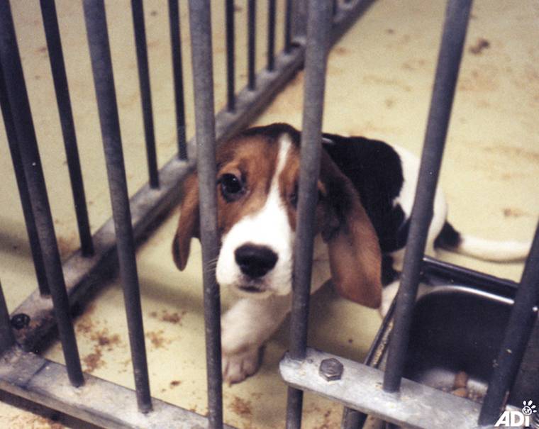 vivisected beagle