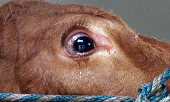 crying cow
