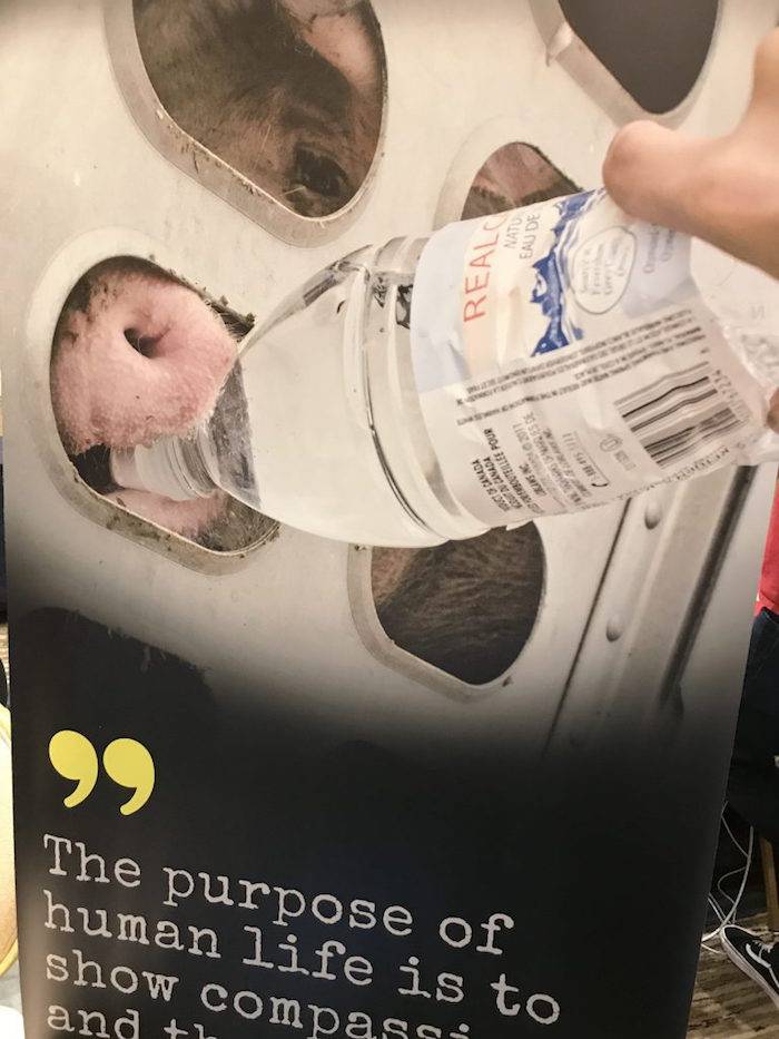 thirsty pigs