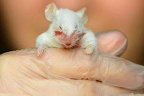 vivisected mouse