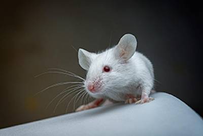 mouse