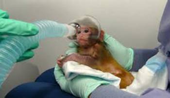 frightened baby Monkey