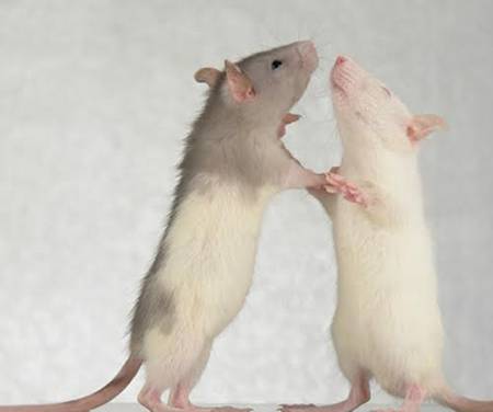 two mice