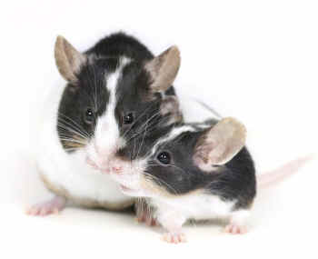 lab mice cuddling