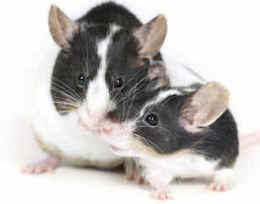 lab mice