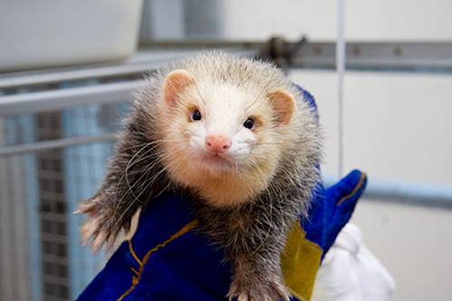 ferret