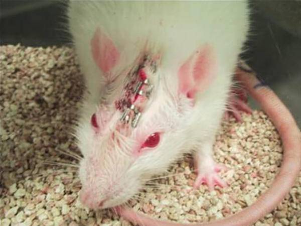 vivisected rat
