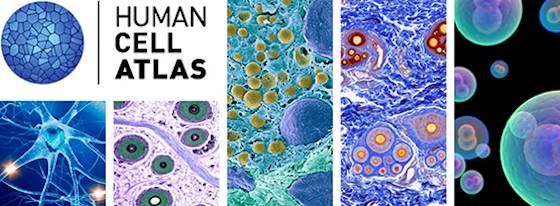 human cell atlas