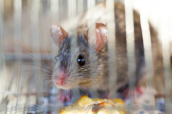 Caged Mouse