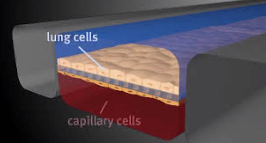 capillary cells