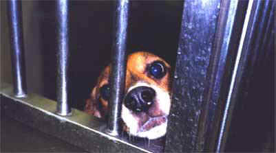caged beagle