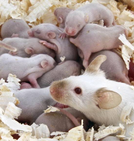 rat and babies