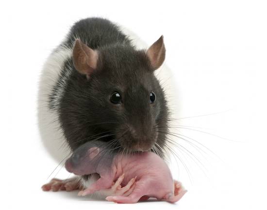 rat and baby