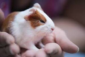 guinea pig