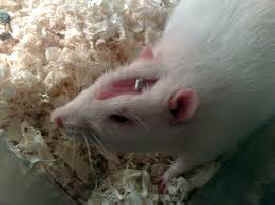 vanishing lab mice