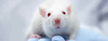 vanishing lab mice