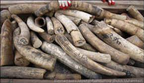 elephant ivory Catholic
