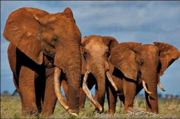 elephant ivory Catholic