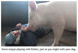 Purim Esther wonder pig