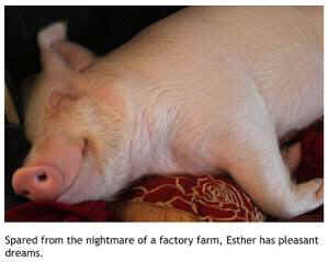 Purim Esther wonder pig