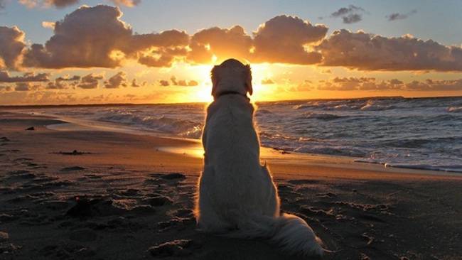 dog and sunset