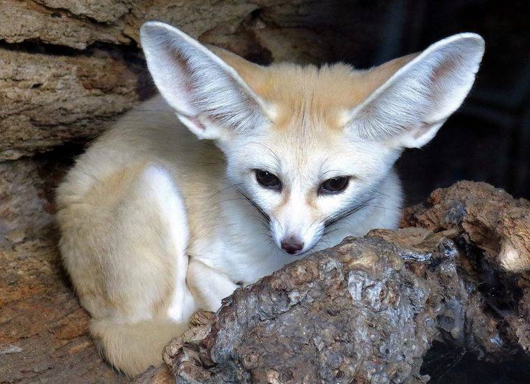 Fennec Fox