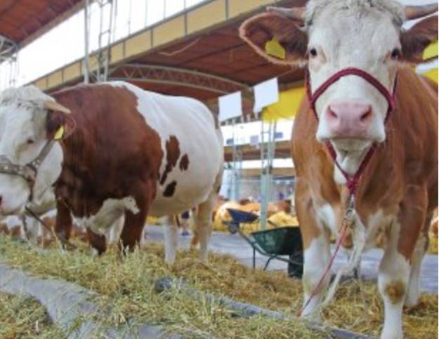 cows and bulls