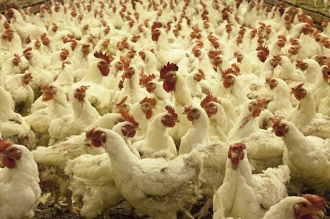 factory farmed chickens
