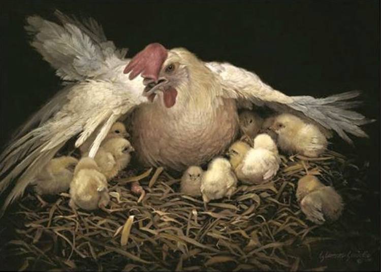 hen and chicks
