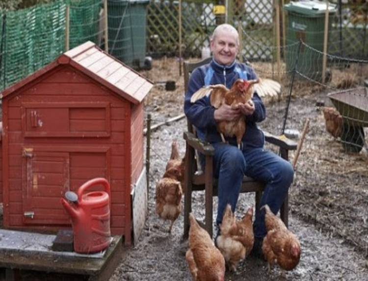paul checkley and chickens