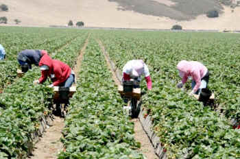 migrant workers