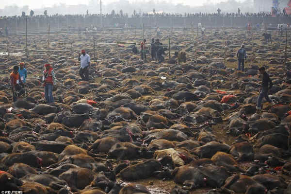 Gadhimai massacre