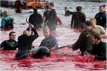 Faroe whale slaughter