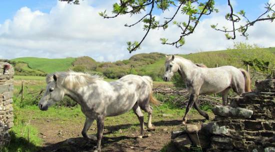 irish horse