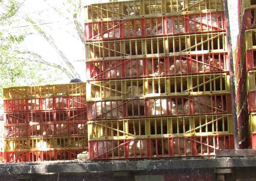 chickens kaporos