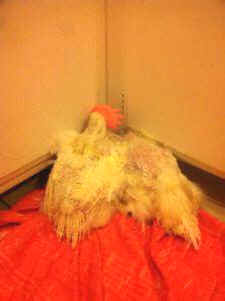 kapparot-slaughter-greed-chickens