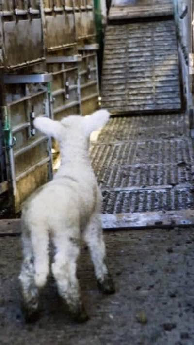 Like lambs to the slaughter..' What choices will you make this Easter?