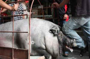 pig of gods obese