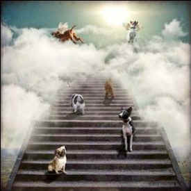 pets heaven
