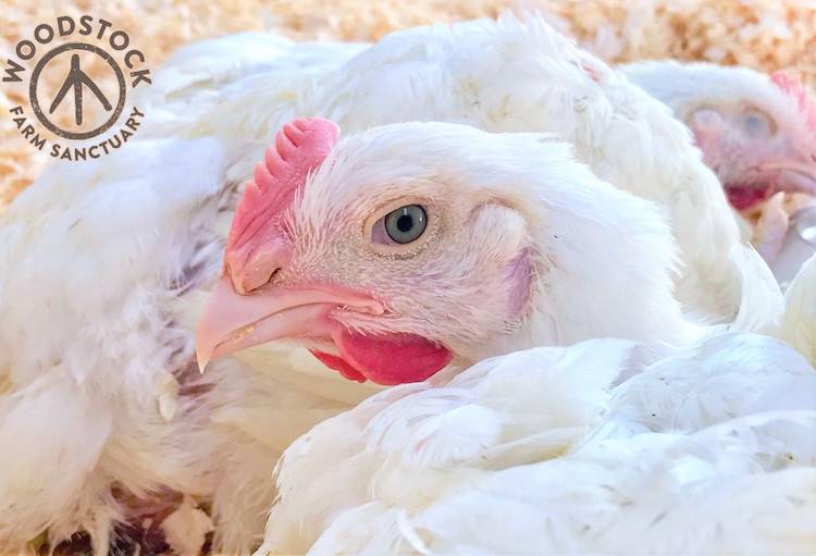 rescued chicken Rebecca