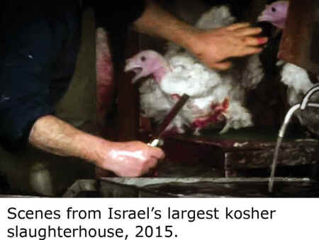 kosher slaughter