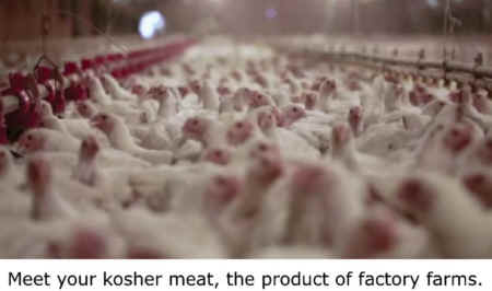 kosher slaughter