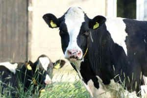 religion animal protection halal kosher