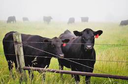 cows