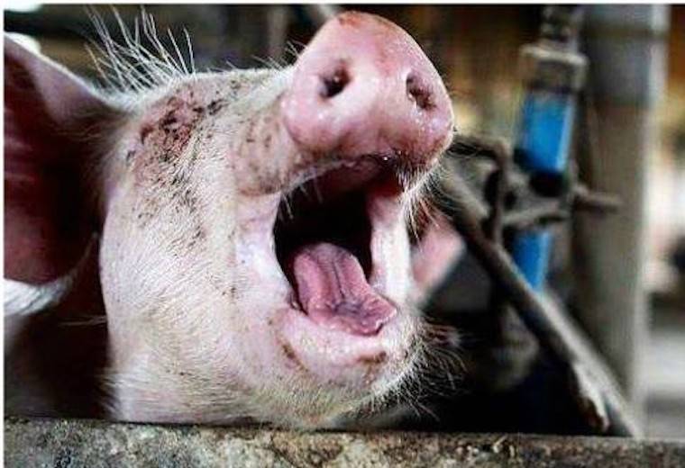 pig slaughterhouse
