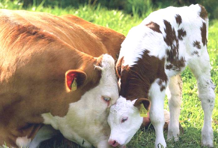 cow and calf