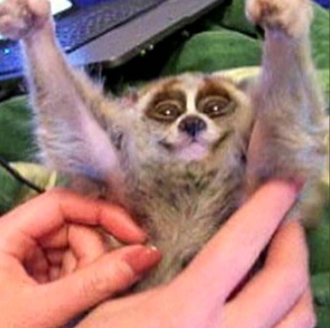 slow loris