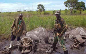 elephant poaching ivory