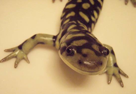 California tiger salamander